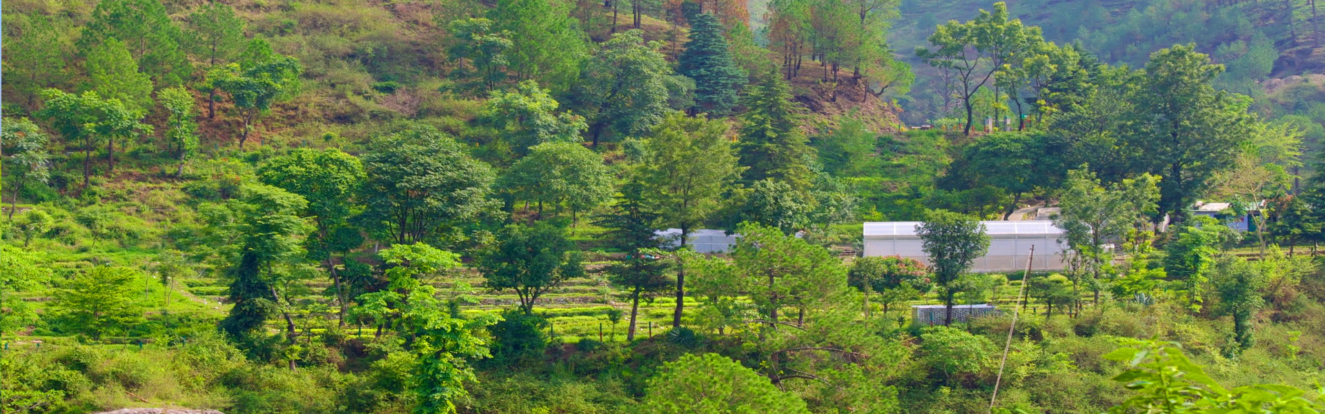 Land Sale in Nainital