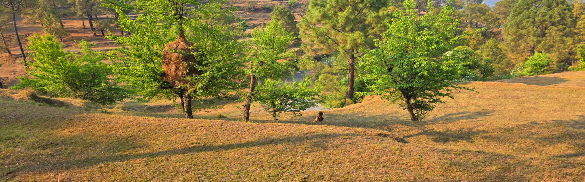 Land Sale in Ranikhet